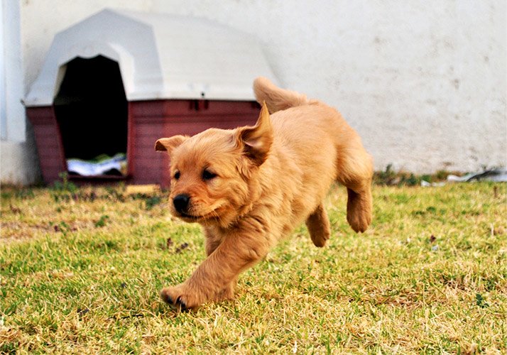 If you're ready to take on the responsibility of owning a pet, it can be a great way to encourage more activity--nearly double, in fact!